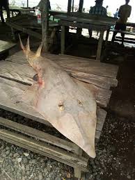 Image result for Glaucostegus cemiculus