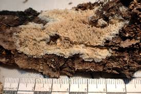 Attēlu rezultāti vaicājumam “Mycoacia fuscoatra”