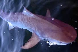 Image result for Scylliogaleus quecketti