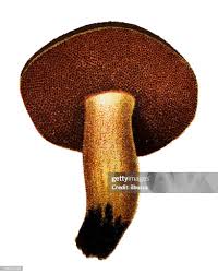 Attēlu rezultāti vaicājumam “Boletus luridus”