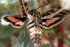 Image result for hawk moth