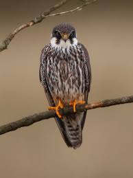 Attēlu rezultāti vaicājumam “Falco subbuteo”