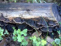 Attēlu rezultāti vaicājumam “Gloeophyllum abietinum”