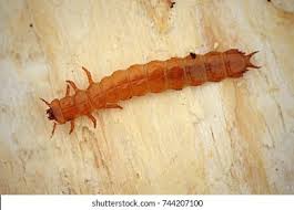 Attēlu rezultāti vaicājumam “Cucujidae”