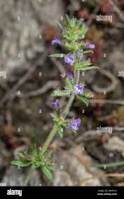 Attēlu rezultāti vaicājumam “Acinos arvensis flower”