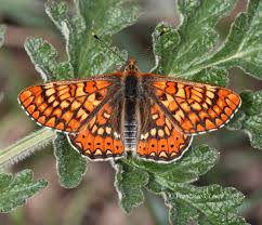 Attēlu rezultāti vaicājumam “Euphydrias aurinia”