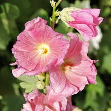 Image result for Alcea rosea