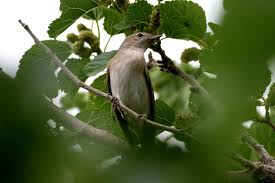Attēlu rezultāti vaicājumam “Sylvia borin nest”
