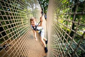 Image result for Go Ape! Alice Holt