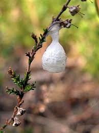 Attēlu rezultāti vaicājumam “Agroeca brunnea”