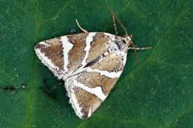 Attēlu rezultāti vaicājumam “Deltote bankiana”