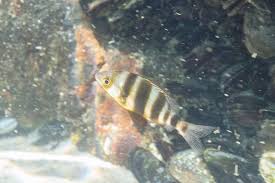 Image result for Diplodus cervinus