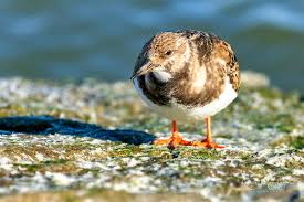 Attēlu rezultāti vaicājumam “Arenaria interpres adult”