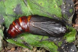 Attēlu rezultāti vaicājumam “Odontopera bidentata”