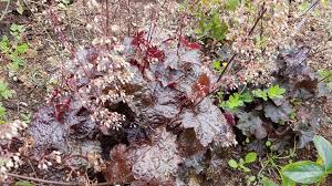 Image result for HEUCHERA americana 'Palace Purple Auslese'