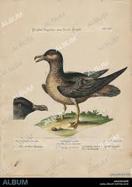 Image result for Stercorarius parasiticus