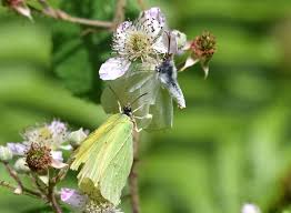 Attēlu rezultāti vaicājumam “Gonepteryx rhamni male”
