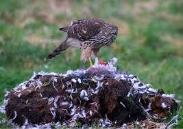 Image result for Goshawks G C