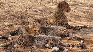 Image result for selvatici tehron