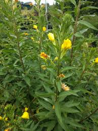 Image result for Nachtkerze