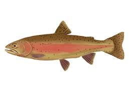 Image result for Oncorhynchus clarkii