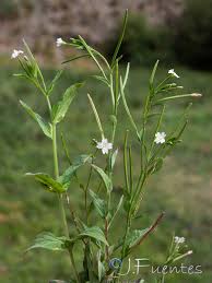 Attēlu rezultāti vaicājumam “Epilobium palustre”