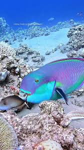 Image result for Chlorurus gibbus