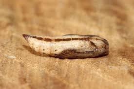 Attēlu rezultāti vaicājumam “Eulithis testata”