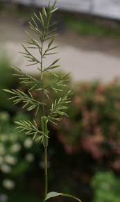 Attēlu rezultāti vaicājumam “Bromopsis inermis”