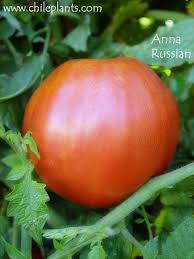 Afbeeldingsresultaat voor anna russian tomato
