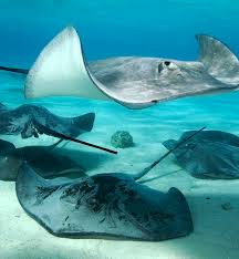 Image result for Hypanus longus