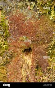 Attēlu rezultāti vaicājumam “Nowellia curvifolia”