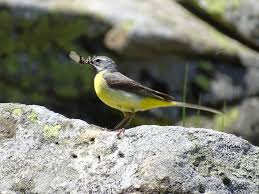 Attēlu rezultāti vaicājumam “Motacilla cinerea”