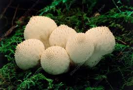 Attēlu rezultāti vaicājumam “Lycoperdon perlatum”