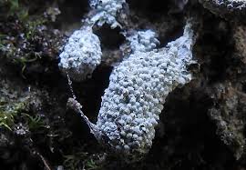 Attēlu rezultāti vaicājumam “Diderma crustaceum macro”