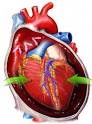 Cardiac Tamponade