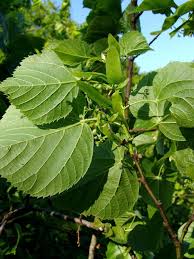 Attēlu rezultāti vaicājumam “Tilia platyphyllos subsp. platyphyllos”