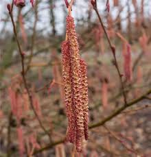 Attēlu rezultāti vaicājumam “Alnus incana female flower”