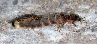 Attēlu rezultāti vaicājumam “Lampyris noctiluca”