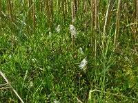 Attēlu rezultāti vaicājumam “Trichophorum alpinum”