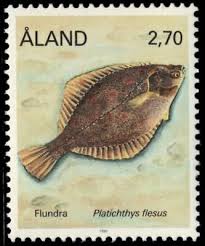 Image result for Platichthys flesus
