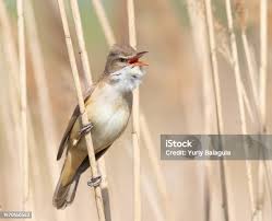 Image result for Acrocephalus arundinaceus