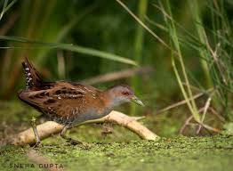 Image result for Porzana pusilla
