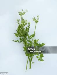 Image result for Anthriscus cerefolium