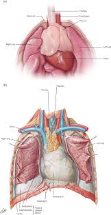 Image result for Thymus
