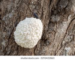 Attēlu rezultāti vaicājumam “Reticularia lycoperdon”