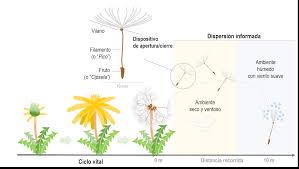 Image result for diente de leon