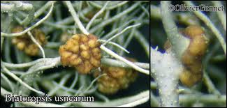 Attēlu rezultāti vaicājumam “Biatoropsis usnearum”