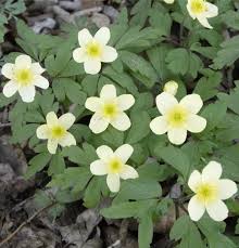 Attēlu rezultāti vaicājumam “Anemone x lipsiensis”