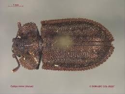 Attēlu rezultāti vaicājumam “Trogossitidae”